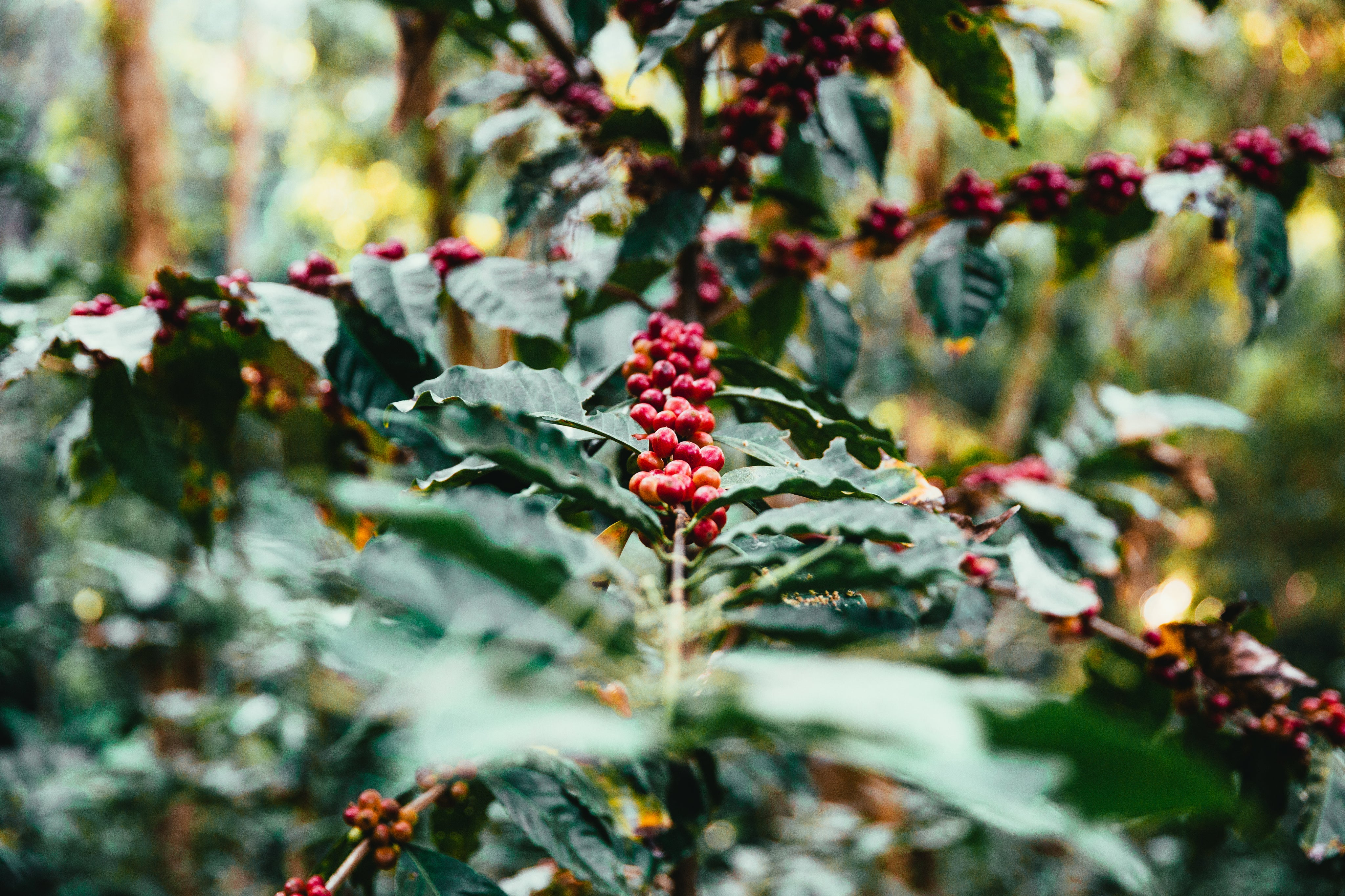 COFFEE PLANT